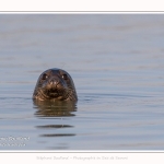 Phoques gris venant à la rencontre des visiteurs à marée haute en Baie de Somme- saison : Hiver - Lieu : Plages de la Maye, Réserve Naturelle, Baie de Somme, Somme, Picardie, Hauts-de-France, France. Gray seals coming to meet visitors at high tide in Baie de Somme- season: Winter - Location: Beaches of Maye, Nature Reserve, Somme Bay, Somme, Picardy, Hauts-de-France, France.