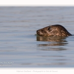 Phoques gris venant à la rencontre des visiteurs à marée haute en Baie de Somme- saison : Hiver - Lieu : Plages de la Maye, Réserve Naturelle, Baie de Somme, Somme, Picardie, Hauts-de-France, France. Gray seals coming to meet visitors at high tide in Baie de Somme- season: Winter - Location: Beaches of Maye, Nature Reserve, Somme Bay, Somme, Picardy, Hauts-de-France, France.