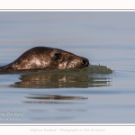 Phoques gris venant à la rencontre des visiteurs à marée haute en Baie de Somme- saison : Hiver - Lieu : Plages de la Maye, Réserve Naturelle, Baie de Somme, Somme, Picardie, Hauts-de-France, France. Gray seals coming to meet visitors at high tide in Baie de Somme- season: Winter - Location: Beaches of Maye, Nature Reserve, Somme Bay, Somme, Picardy, Hauts-de-France, France.