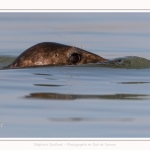 Phoques gris venant à la rencontre des visiteurs à marée haute en Baie de Somme- saison : Hiver - Lieu : Plages de la Maye, Réserve Naturelle, Baie de Somme, Somme, Picardie, Hauts-de-France, France. Gray seals coming to meet visitors at high tide in Baie de Somme- season: Winter - Location: Beaches of Maye, Nature Reserve, Somme Bay, Somme, Picardy, Hauts-de-France, France.