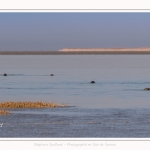 Phoques gris venant à la rencontre des visiteurs à marée haute en Baie de Somme- saison : Hiver - Lieu : Plages de la Maye, Réserve Naturelle, Baie de Somme, Somme, Picardie, Hauts-de-France, France. Gray seals coming to meet visitors at high tide in Baie de Somme- season: Winter - Location: Beaches of Maye, Nature Reserve, Somme Bay, Somme, Picardy, Hauts-de-France, France.