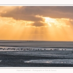 Tadornes de belon au crépuscule en baie de Somme - saison : Hiver - Lieu : Plages de la Maye, Réserve Naturelle, Baie de Somme, Somme, Picardie, Hauts-de-France, France.  Twilight on common Shelduck in the Bay of Somme - season: Winter - Location: Beaches Maye, Nature Reserve, Somme Bay, Somme, Picardy, Hauts-de-France, France.