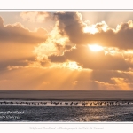 Tadornes de belon au crépuscule en baie de Somme - saison : Hiver - Lieu : Plages de la Maye, Réserve Naturelle, Baie de Somme, Somme, Picardie, Hauts-de-France, France.  Twilight on common Shelduck in the Bay of Somme - season: Winter - Location: Beaches Maye, Nature Reserve, Somme Bay, Somme, Picardy, Hauts-de-France, France.