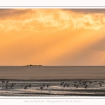 Tadornes de belon au crépuscule en baie de Somme - saison : Hiver - Lieu : Plages de la Maye, Réserve Naturelle, Baie de Somme, Somme, Picardie, Hauts-de-France, France.  Twilight on common Shelduck in the Bay of Somme - season: Winter - Location: Beaches Maye, Nature Reserve, Somme Bay, Somme, Picardy, Hauts-de-France, France.