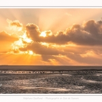 Tadornes de belon au crépuscule en baie de Somme - saison : Hiver - Lieu : Plages de la Maye, Réserve Naturelle, Baie de Somme, Somme, Picardie, Hauts-de-France, France.  Twilight on common Shelduck in the Bay of Somme - season: Winter - Location: Beaches Maye, Nature Reserve, Somme Bay, Somme, Picardy, Hauts-de-France, France.