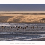 Tempête de sable et Tadornes de belon en baie de Somme - saison : Hiver - Lieu : Plages de la Maye, Réserve Naturelle, Baie de Somme, Somme, Picardie, Hauts-de-France, France. Sandstorm and Common Shelducks in the Bay of Somme - season: Winter - Location: Maye Beaches, Nature Reserve, Somme Bay, Somme, Picardy, Hauts-de-France, France.