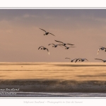 Tempête de sable et Tadornes de belon en baie de Somme - saison : Hiver - Lieu : Plages de la Maye, Réserve Naturelle, Baie de Somme, Somme, Picardie, Hauts-de-France, France. Sandstorm and Common Shelducks in the Bay of Somme - season: Winter - Location: Maye Beaches, Nature Reserve, Somme Bay, Somme, Picardy, Hauts-de-France, France.