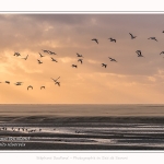 Tempête de sable et Tadornes de belon en baie de Somme - saison : Hiver - Lieu : Plages de la Maye, Réserve Naturelle, Baie de Somme, Somme, Picardie, Hauts-de-France, France. Sandstorm and Common Shelducks in the Bay of Somme - season: Winter - Location: Maye Beaches, Nature Reserve, Somme Bay, Somme, Picardy, Hauts-de-France, France.
