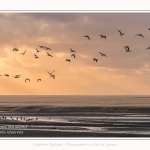 Tempête de sable et Tadornes de belon en baie de Somme - saison : Hiver - Lieu : Plages de la Maye, Réserve Naturelle, Baie de Somme, Somme, Picardie, Hauts-de-France, France. Sandstorm and Common Shelducks in the Bay of Somme - season: Winter - Location: Maye Beaches, Nature Reserve, Somme Bay, Somme, Picardy, Hauts-de-France, France.