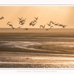 Tempête de sable et Tadornes de belon en baie de Somme - saison : Hiver - Lieu : Plages de la Maye, Réserve Naturelle, Baie de Somme, Somme, Picardie, Hauts-de-France, France. Sandstorm and Common Shelducks in the Bay of Somme - season: Winter - Location: Maye Beaches, Nature Reserve, Somme Bay, Somme, Picardy, Hauts-de-France, France.