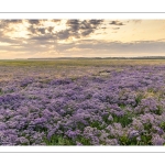 Lilas de mer sur les plages de la Maye