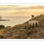 Troupeau de moutons en haut des faises au crépuscule