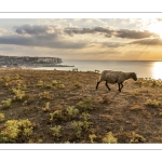 Troupeau de moutons en haut des faises au crépuscule