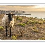 Troupeau de moutons en haut des faises au crépuscule