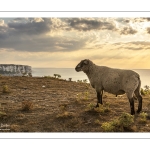 Troupeau de moutons en haut des faises au crépuscule