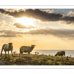 Troupeau de moutons en haut des faises au crépuscule