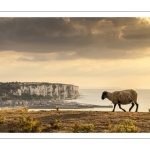 Troupeau de moutons en haut des faises au crépuscule