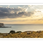 Troupeau de moutons en haut des faises au crépuscule