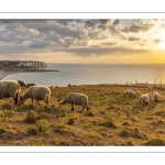 Troupeau de moutons en haut des faises au crépuscule