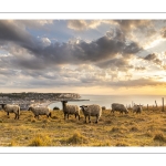 Troupeau de moutons en haut des faises au crépuscule