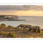 Troupeau de moutons en haut des faises au crépuscule