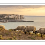 Troupeau de moutons en haut des faises au crépuscule