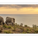 Troupeau de moutons en haut des faises au crépuscule