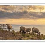 Troupeau de moutons en haut des faises au crépuscule