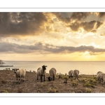 Troupeau de moutons en haut des faises au crépuscule