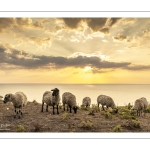 Troupeau de moutons en haut des faises au crépuscule