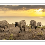 Troupeau de moutons en haut des faises au crépuscule