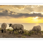 Troupeau de moutons en haut des faises au crépuscule