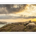 Troupeau de moutons en haut des faises au crépuscule