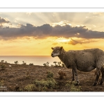 Troupeau de moutons en haut des faises au crépuscule