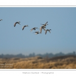 Migration de printemps - Saison : hiver - Lieu : Plages de la Maye, Le Crotoy, Baie de Somme, Somme, Picardie, France