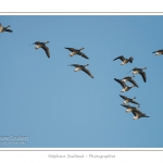 Oie cendrÃ©e (Anser anser - Greylag Goose) - Passage pendant le migration de printemps - Saison : hiver - Lieu : Plages de la Maye, Le Crotoy, Baie de Somme, Somme, Picardie, France