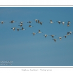 Groupe de spatules longeant la cÃ´te en pÃ©riode de migration. Saison : hiver - Lieu : Le HÃ¢ble d\'Ault, Cayeux-sur-mer, Baie de Somme, Somme, Picardie, France