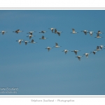 Groupe de spatules longeant la cÃ´te en pÃ©riode de migration. Saison : hiver - Lieu : Le HÃ¢ble d\'Ault, Cayeux-sur-mer, Baie de Somme, Somme, Picardie, France