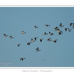 Tadorne de Belon (Tadorna tadorna - Common Shelduck) - Saison : hiver - Lieu : Plages de la Maye, Le Crotoy, Baie de Somme, Somme, Picardie, France