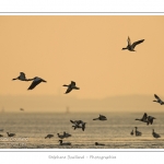 Tadorne de Belon (Tadorna tadorna - Common Shelduck) - Saison : hiver - Lieu : Plages de la Maye, Le Crotoy, Baie de Somme, Somme, Picardie, France