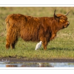 Vache écossaise Highland Cattle et héron Garde-Boeuf