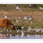 Mouette rieuse (Chroicocephalus ridibundus - Black-headed Gull)