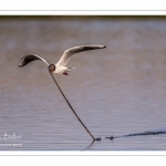 Mouette rieuse (Chroicocephalus ridibundus - Black-headed Gull)