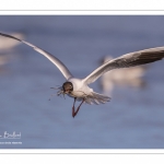 Mouette rieuse (Chroicocephalus ridibundus - Black-headed Gull)