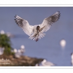 Mouette rieuse (Chroicocephalus ridibundus - Black-headed Gull)