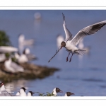 Mouette rieuse (Chroicocephalus ridibundus - Black-headed Gull)