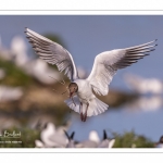 Mouette rieuse (Chroicocephalus ridibundus - Black-headed Gull)