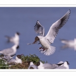 Mouette rieuse (Chroicocephalus ridibundus - Black-headed Gull)