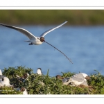 Mouette rieuse (Chroicocephalus ridibundus - Black-headed Gull)