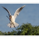 Mouette rieuse (Chroicocephalus ridibundus - Black-headed Gull)